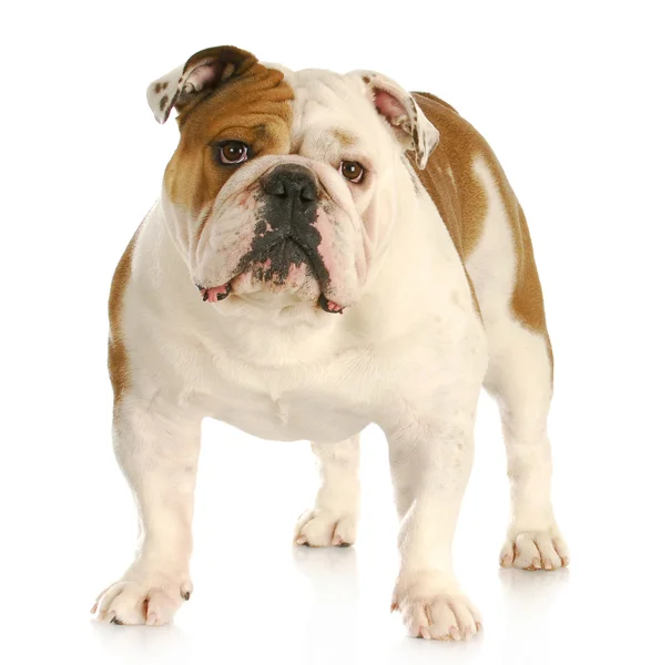 Engelse Bulldog — Stockfoto