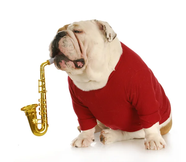 Musical dog — Stock Photo, Image