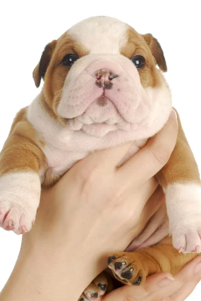 Young puppy — Stock Photo, Image