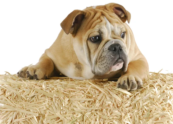 Bulldog on straw — Stock Photo, Image