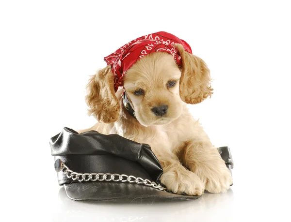 Biker puppy — Stock Photo, Image