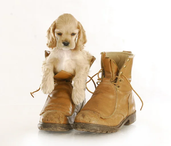 Cute puppy — Stock Photo, Image