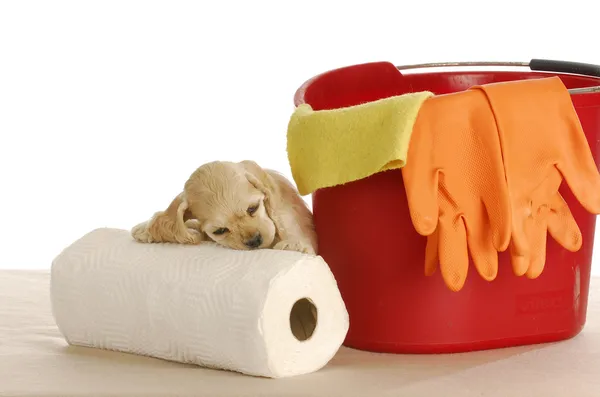 Messy puppy — Stock Photo, Image