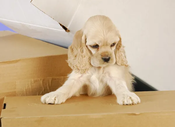 Filhote de cachorro escalando em caixas — Fotografia de Stock