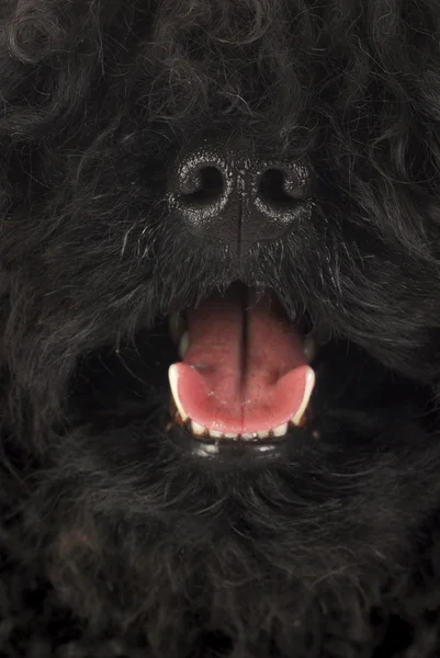 Cão ofegante — Fotografia de Stock