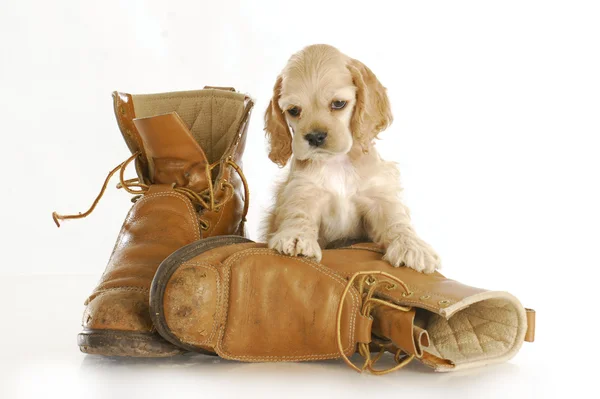 Puppy with work boots — Stock Photo, Image