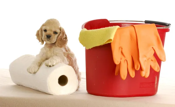 Cleaning up after puppy — Stock Photo, Image