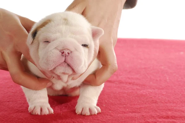 Cachorro de duas semanas de idade — Fotografia de Stock