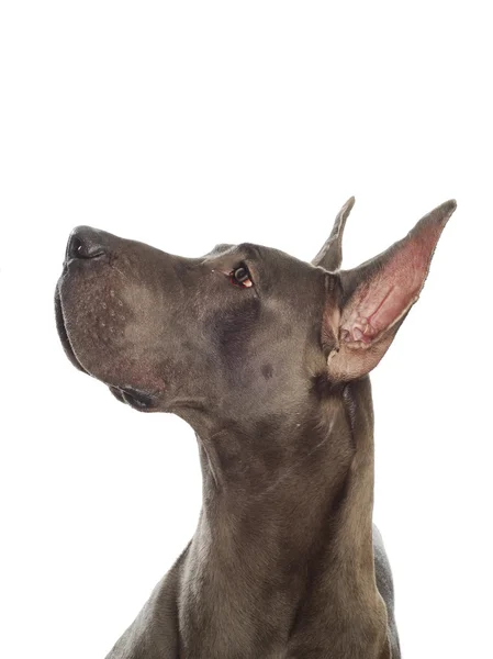 Great dane — Stock Photo, Image