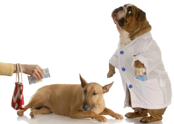 Handing money to the vet — Stock Photo, Image