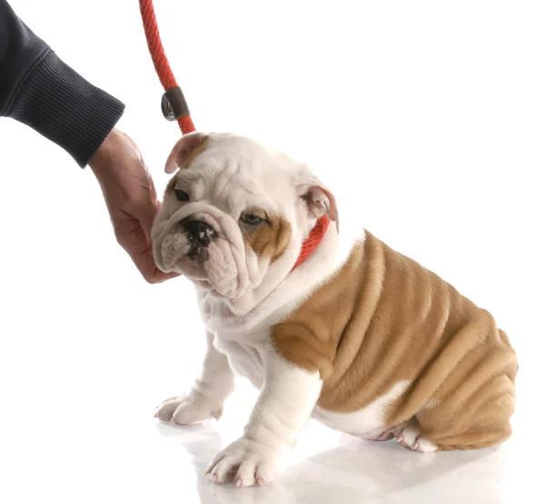 Puppy on leash — Stock Photo, Image