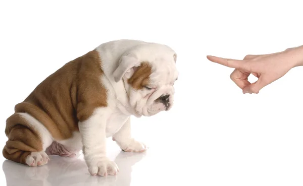 Scolding puppy — Stock Photo, Image