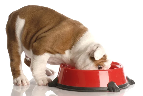 Bulldog comiendo — Foto de Stock