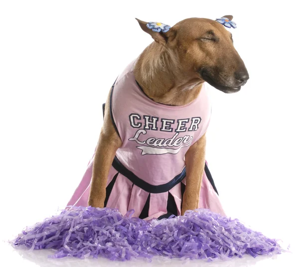 Cheerleader dog — Stock Photo, Image