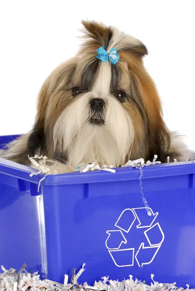 Geri dönüşüm kutusu içinde köpek yavrusu — Stok fotoğraf