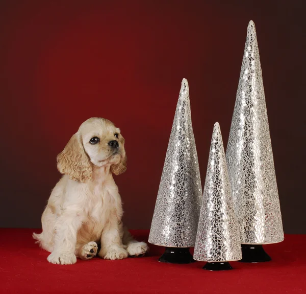 Christmas puppy — Stock Photo, Image