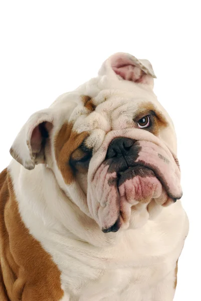 Engelsk bulldogg porträtt — Stockfoto