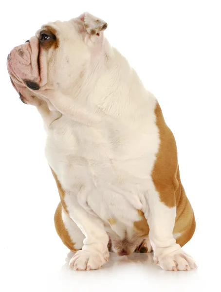 Schattig bulldog — Stockfoto