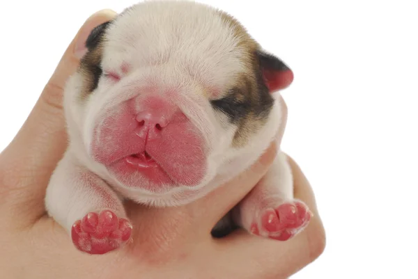 Cachorro recém-nascido — Fotografia de Stock