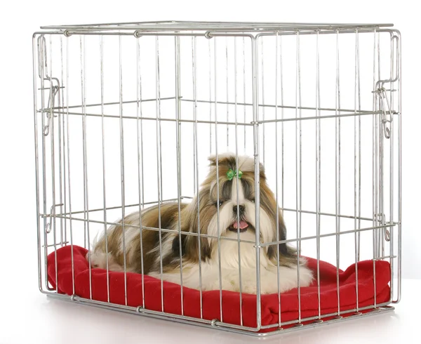 Dog in a crate — Stock Photo, Image