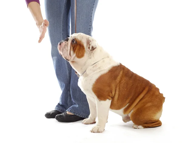 Cão de treinamento de obediência — Fotografia de Stock