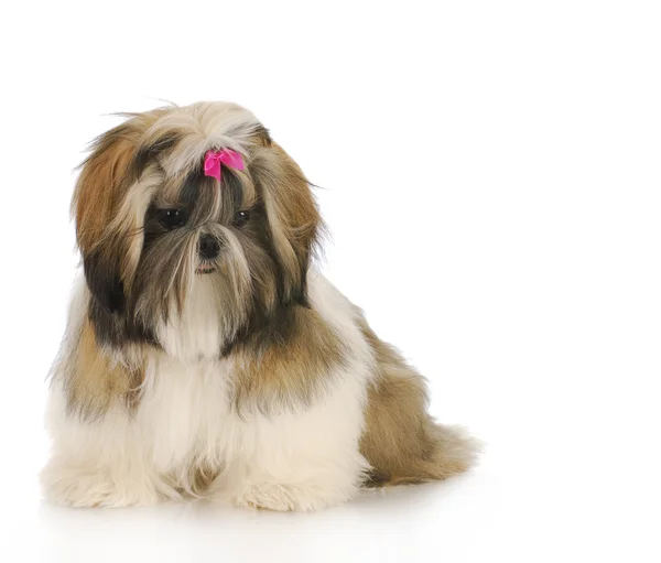 Shih tzu puppy — Stock Photo, Image