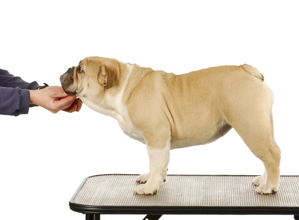 Cão na mesa de preparação — Fotografia de Stock