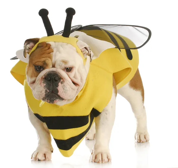 Comme une abeille images libres de droit, photos de Comme une 