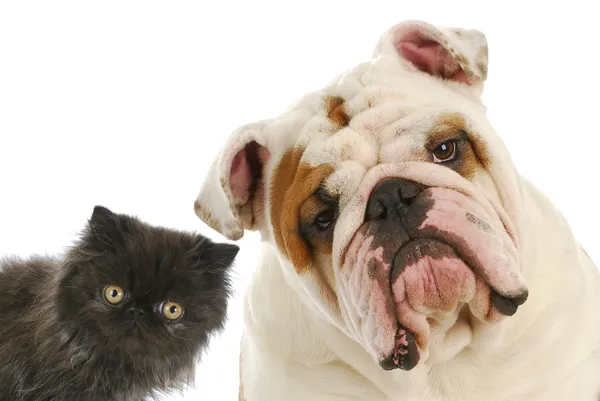 Kutya és macska Stock Kép
