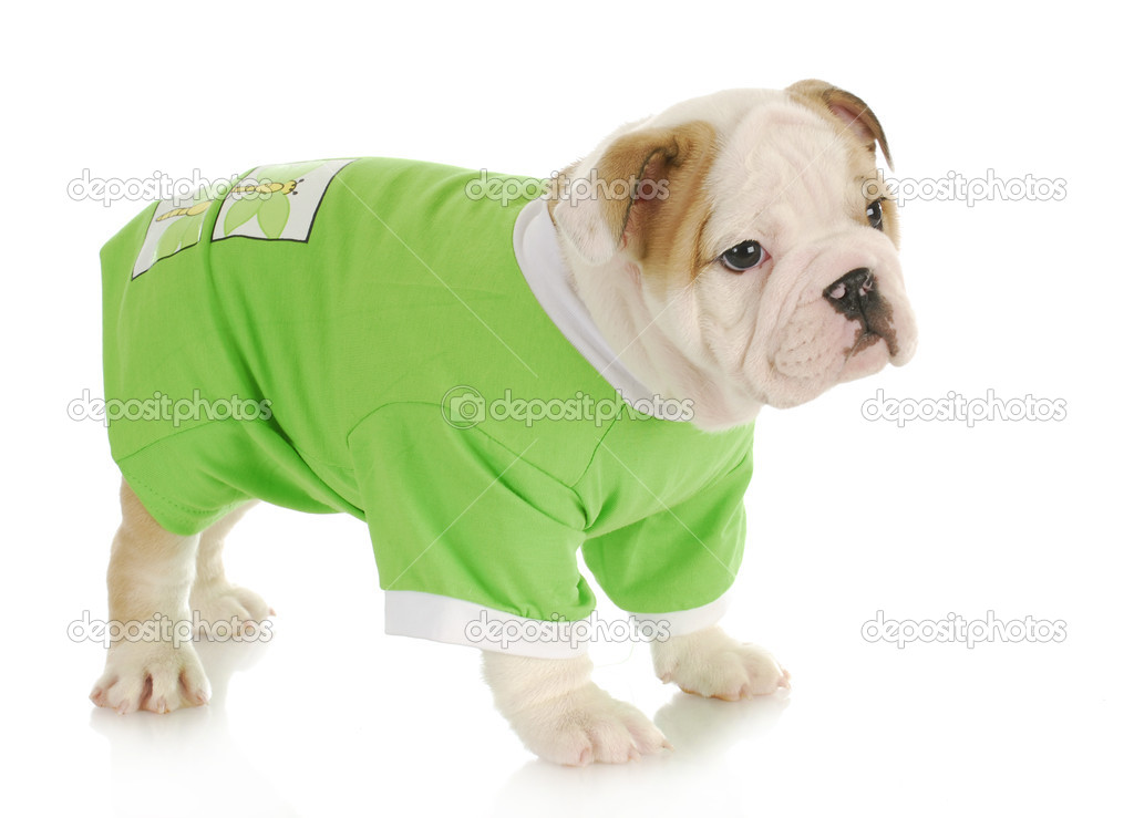 Englische Bulldogge Mantel