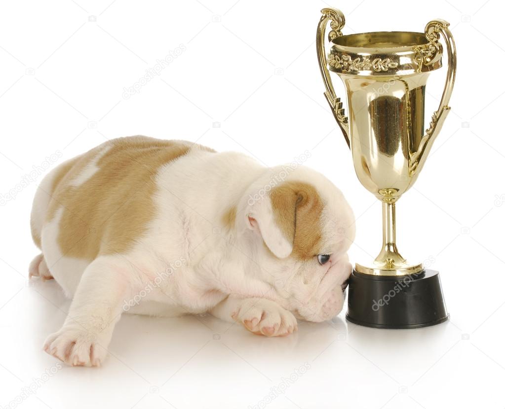 champion puppy