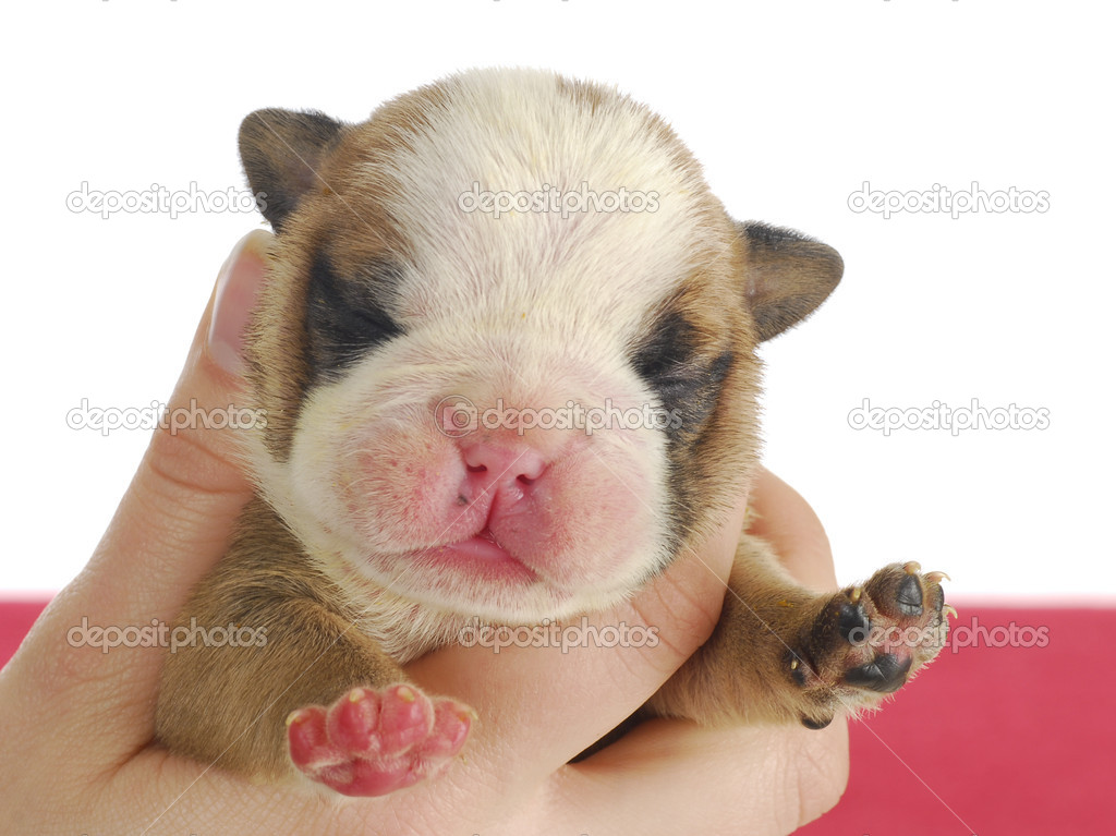 生まれたての子犬 — ストック写真 © willeecole 13916106