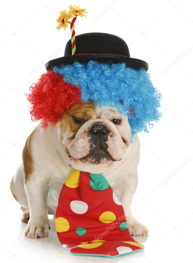 Dog clown