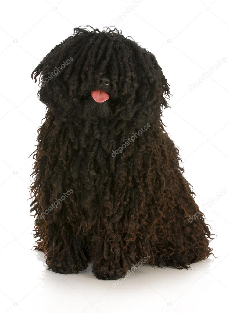 puli poodle