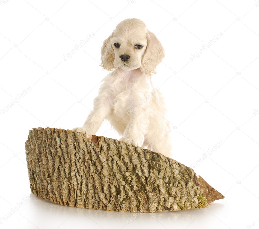 puppy climbing on block of wood