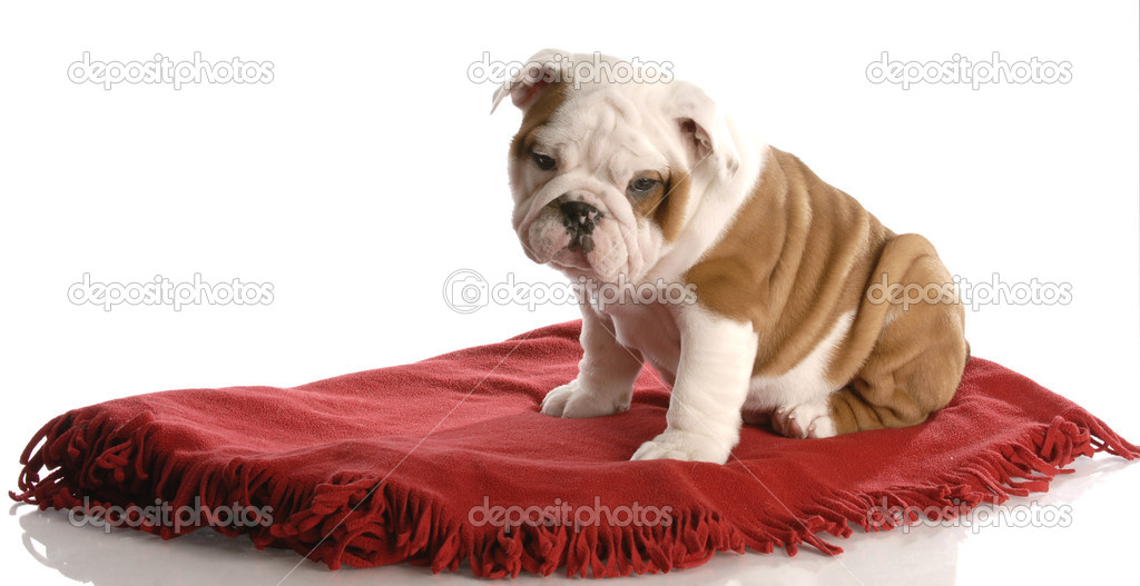 Puppy sitting on a blanket