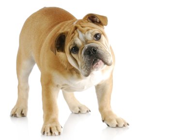 İngilizce bulldog yavrusu