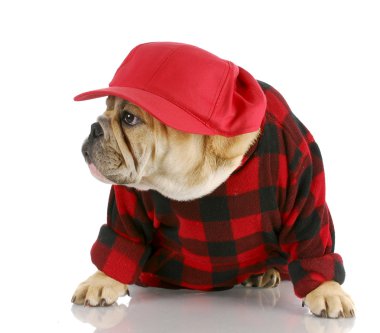 ülke köpek
