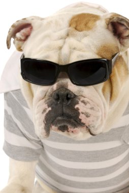 güzel köpek