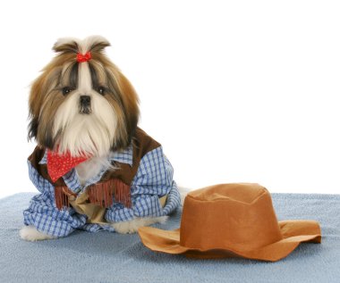 Batılı köpek yavrusu