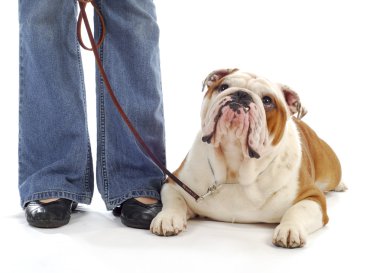 köpek itaat terbiye