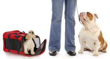 köpek sahibi