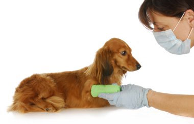 hayvan hastalıklarıyla ilgili kaygı