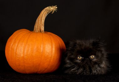 Kara kedi ve kabak