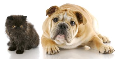 cat and dog clipart