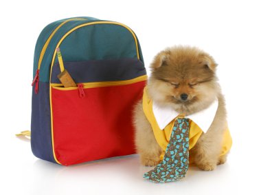 okul çantası ile şirin köpek yavrusu