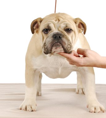 İngilizce bulldog yavrusu