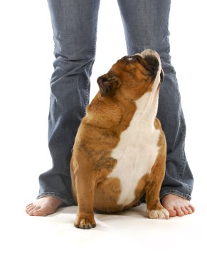 Köpek ve Sahibi