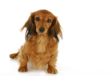 oturma sevimli köpek