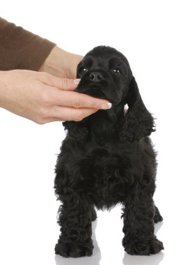 durmak için öğretim köpek yavrusu